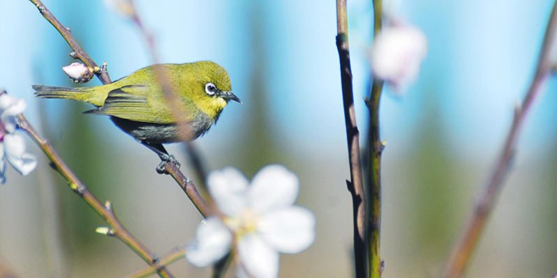 SelfCateringEarthCottageBird 013