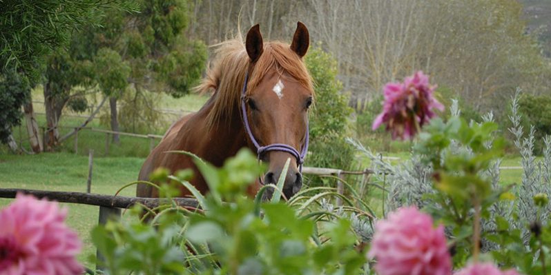 selfcatering hermanus cottage